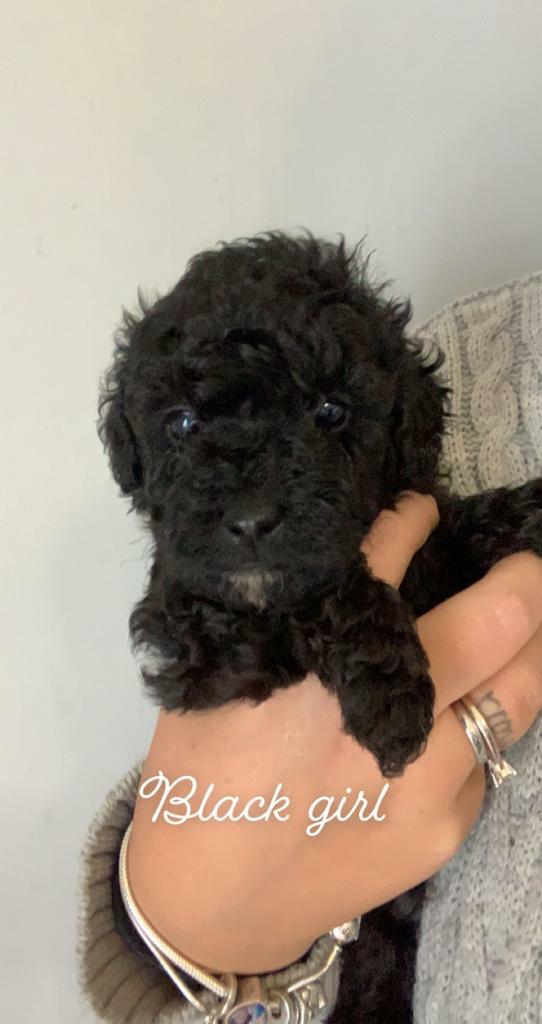 gumtree poodle puppies